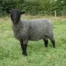 TheGraySheep
