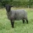 TheGraySheep